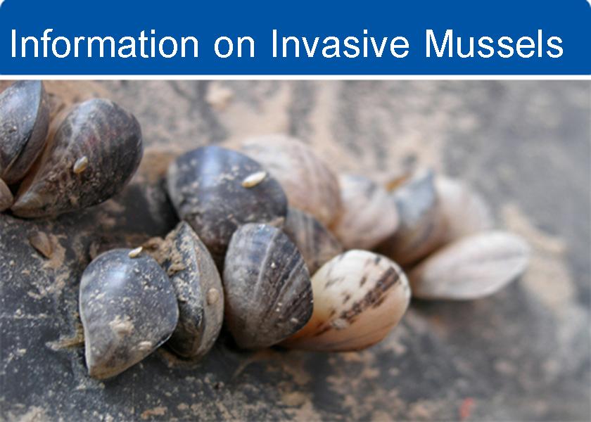 Information on Invasive Mussels