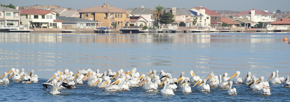 flock of pelicans on lake