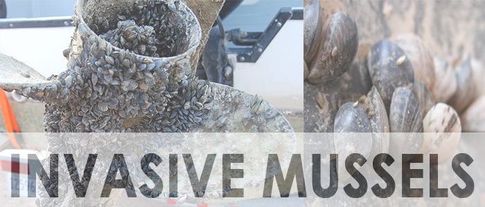 Image showing Invasive Mussels